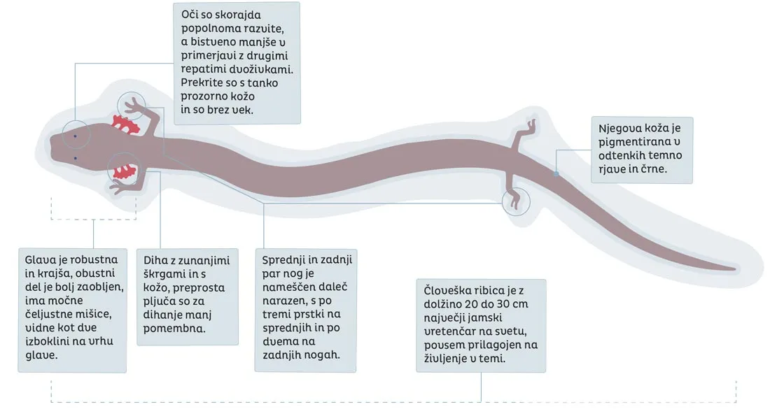 Diagrama de las características morfológicas del proteo negro.